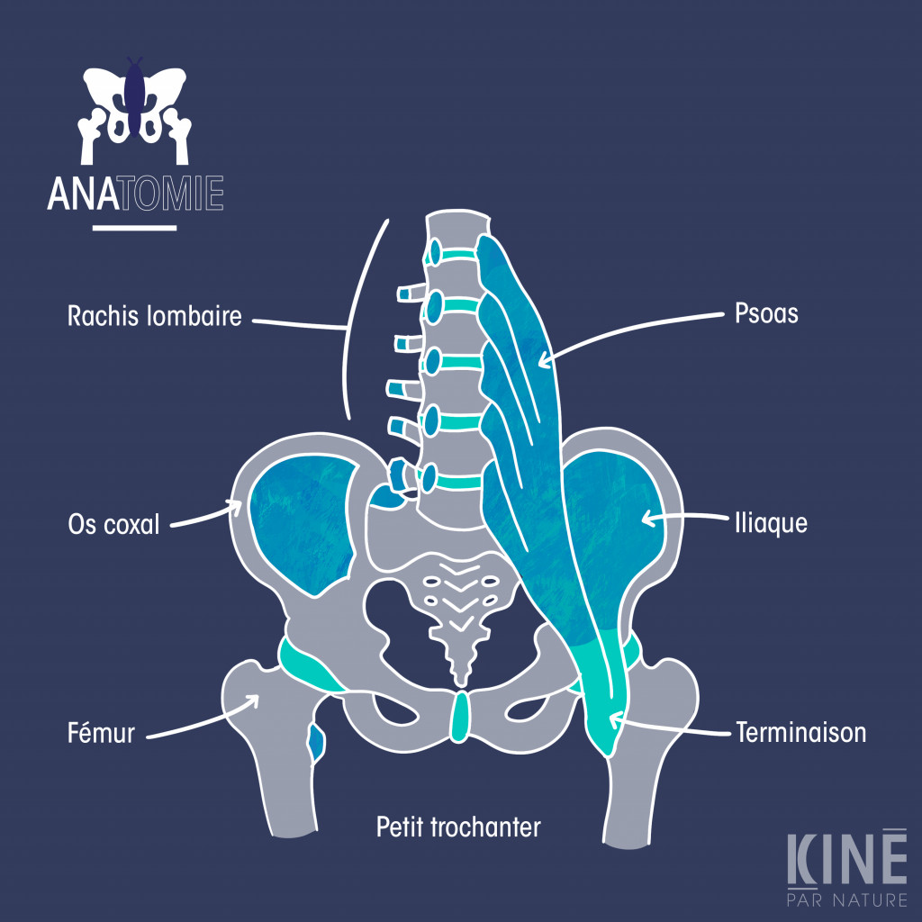 Muscle ilio-psoas : localisation et structure