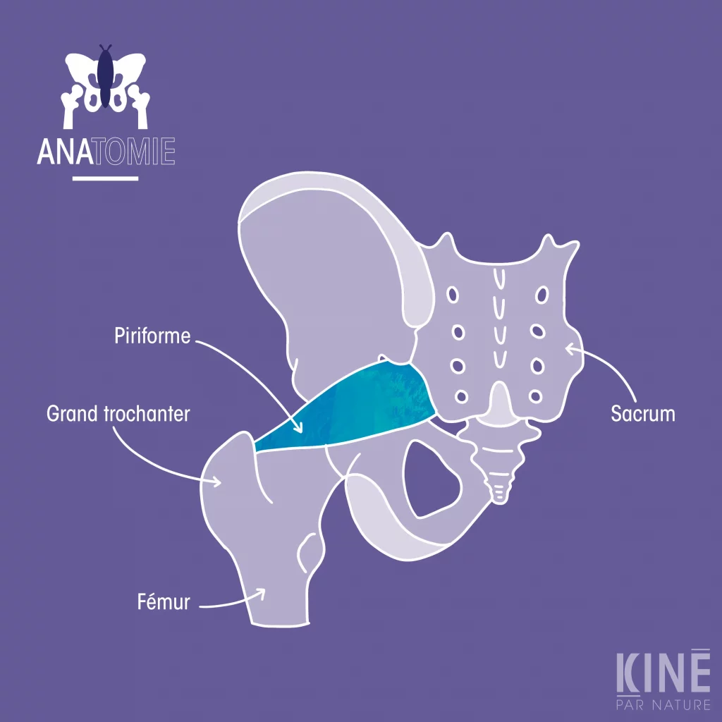 Muscle piriforme : localisation et structure