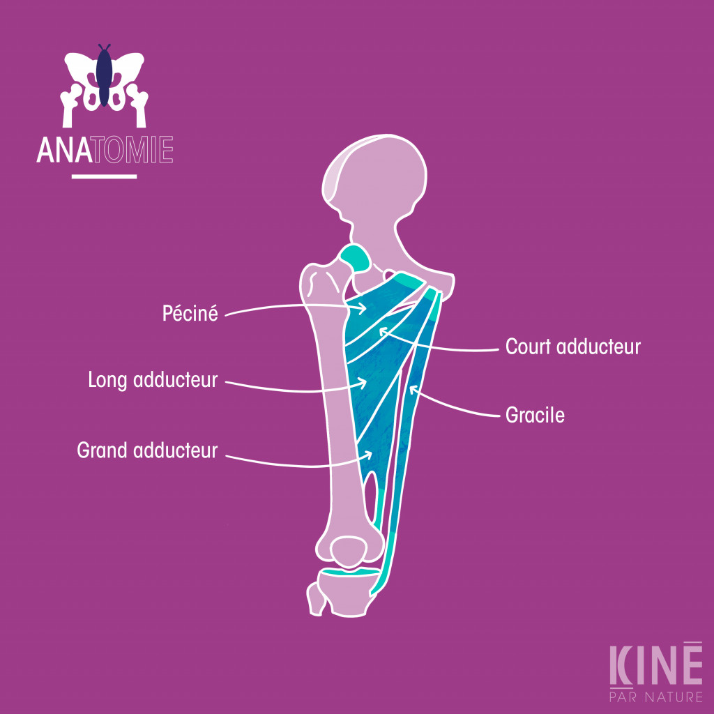 Diagramme Des Muscles De L aine Le Syst me Lymphatique