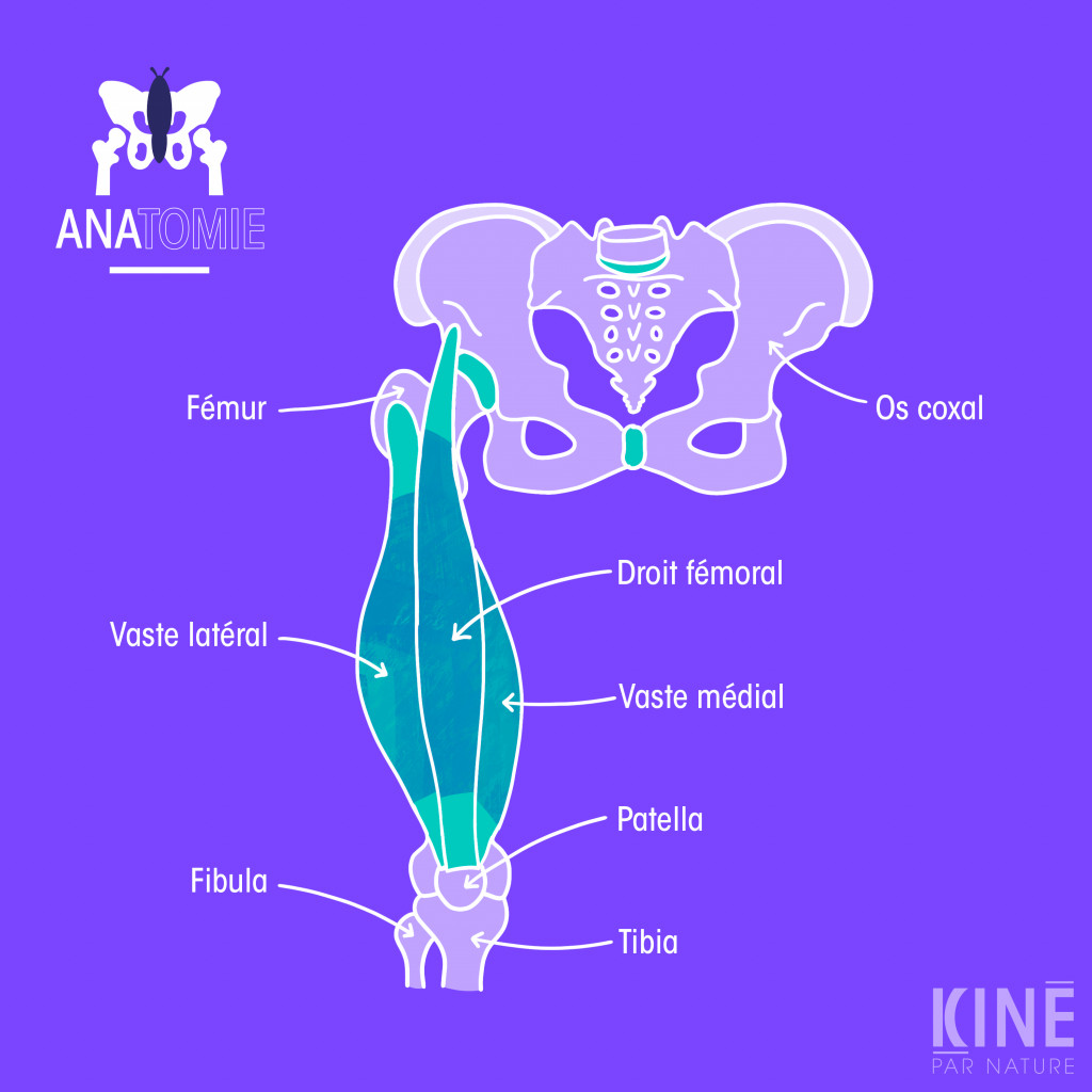 Tout savoir sur les quadriceps fémoral